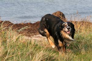 gluecklicher Hund am Strand von Daenemark