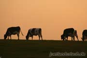 Djursland, Ostsee, Urlaub Daenemark